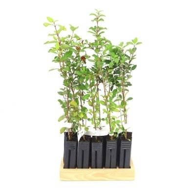 10 Laurier Tin (Viburnum Tinus) - Haie de Laurier Tin - 10 jeunes plants : taille 13/25cm - 570_1095 - 3546860003869
