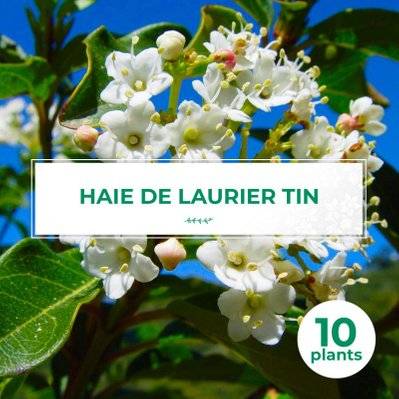 10 Laurier Tin (Viburnum Tinus) - Haie de Laurier Tin - 10 jeunes plants : taille 13/25cm - 570_1095 - 3546860003869