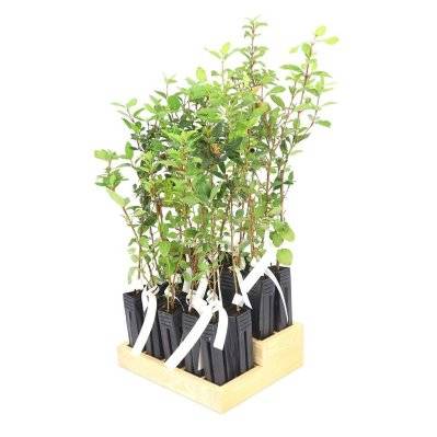 20 Laurier Tin (Viburnum Tinus) - Haie de Laurier Tin - 20 jeunes plants : taille 13/25cm - 671_1096 - 3546860004217