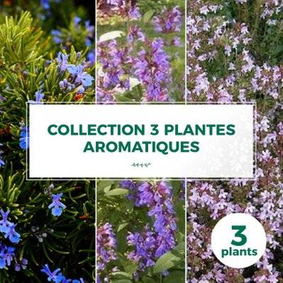 Collection 3 Plantes Aromatiques - Godet - Taille 20/40cm - 757_787 - 3546860000073