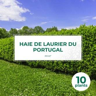 10 Laurier Du Portugal (Prunus Lusitanica) - Haie de Laurier du Portugal - 10 jeunes plants : taille 20/40cm