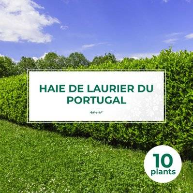 10 Laurier Du Portugal (Prunus Lusitanica) - Haie de Laurier du Portugal - 10 jeunes plants : taille 20/40cm - 569_1093 - 3546860003852