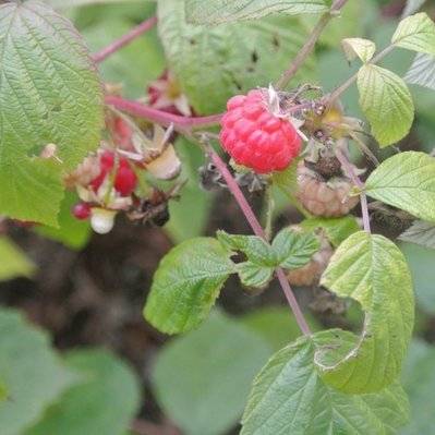 Framboisier (Rubus Idaeus) - Godet - Taille 13/25cm - 198_178 - 3546868960799