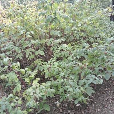 Framboisier (Rubus Idaeus) - Godet - Taille 13/25cm - 198_178 - 3546868960799