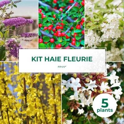 Kit Haie Fleurie - 5 Jeunes Plants - 5 jeunes plants : taille 20/40cm - 630_1411 - 3546860009083