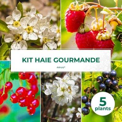 Kit Haie Gourmande - 5 Jeunes Plants - 5 jeunes plants : taille 20/40cm - 629_1414 - 3546860009113