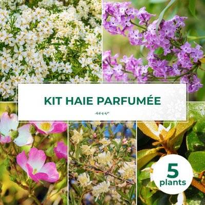 Kit Haie Parfumée - 5 Jeunes Plants - 5 jeunes plants : taille 20/40cm - 623_1413 - 3546860009106