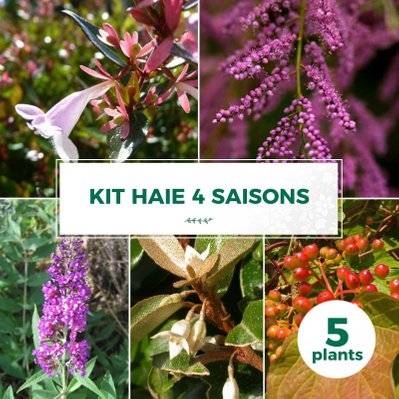 Kit Haie 4 Saisons - 5 Jeunes Plants - 5 jeunes plants : taille 20/40cm - 620_1409 - 3546860009069