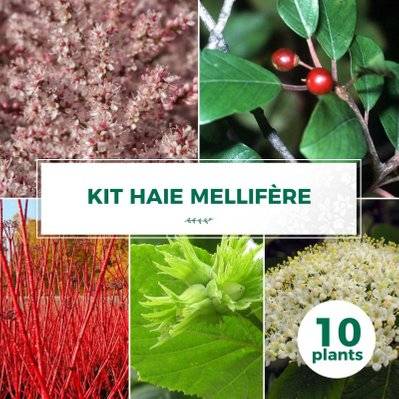 Kit Haie Mellifère - 10 Jeunes Plants - 10 jeunes plants : taille 20/40cm - 627_1420 - 3546860009175