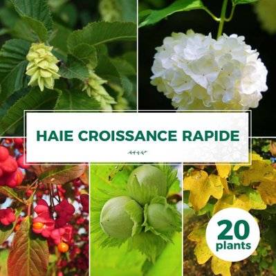 Kit Haie Croissance Rapide - 20 Jeunes Plants - 20 jeunes plants : taille 20/40cm - 732_1395 - 3546860008925