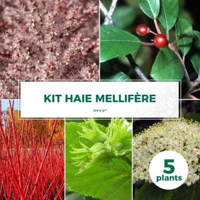 Kit Haie Mellifère - 5 Jeunes Plants - 5 jeunes plants : taille 20/40cm - 626_1412 - 3546860009090