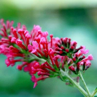 Arbre à Papillons 'Pink Delight' (Buddleia Davidii Pink Delight) - Godet - Taille 20/40cm - 772_803 - 3546860000349