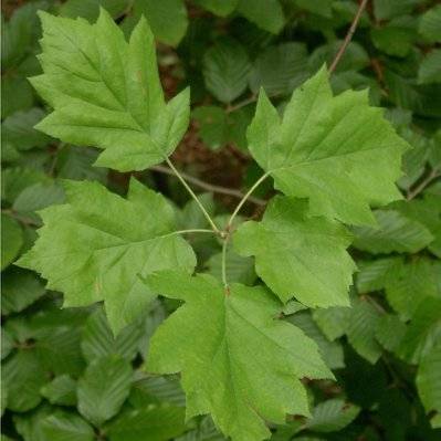 Alisier Torminal (Sorbus Torminalis) - Godet - Taille 20/40cm - 7_49 - 3546860001063