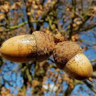 Chêne Pédonculé (Quercus Robur) - Godet - Taille 20/40cm - 429_377 - 3546868962496