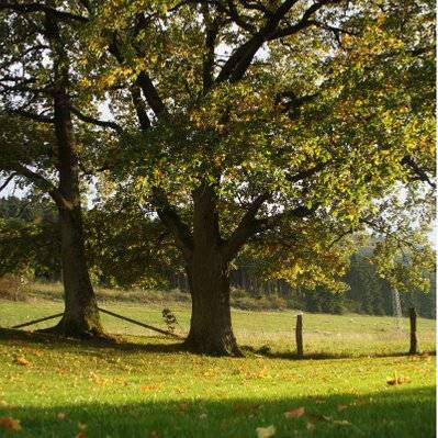 Chêne Vert (Quercus Ilex) - Godet - Taille 20/40cm - 55_462 - 3546868962564