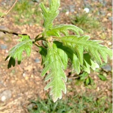 Chêne Tauzin (Quercus Pyrenaica) - Godet - Taille 20/40cm - 54_192 - 3546868961093