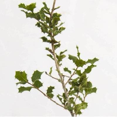 Chêne des Garrigues (Quercus Coccifera) - Godet - Taille 10/15cm - 474_279 - 3546868969181
