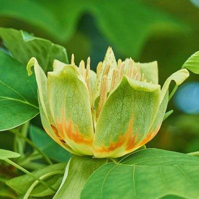 Tulipier de Virginie (Liriodendron Tulipifera) - Godet - Taille 20/40cm - 236_142 - 3546868961079