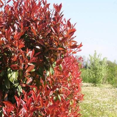 Photinia (Photinia Fraseri 'Red Robin') - Godet - Taille 20/40cm - 172_438 - 3546868962984