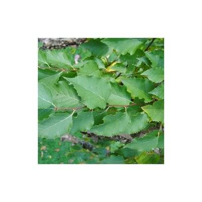 Bouleau Pubescent (Betula Pubescens) - Godet - Taille 20/40cm - 37_789 - 3546860000103