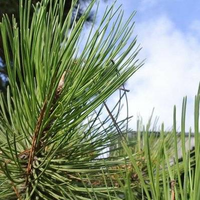 Pin Sylvestre (Pinus Sylvestris) - Godet - Taille 13/25cm - 156_447 - 3546868963417