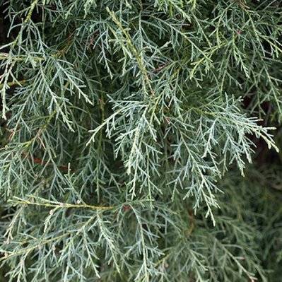 Cyprès de l'Arizona (Cupressus Arizonica) - Godet - Taille 20/40cm - 76_390 - 3546868963356