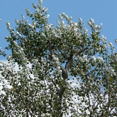 Peuplier Blanc (Populus Alba) - Godet - Taille 30/50cm - 164_437 - 3546868961956