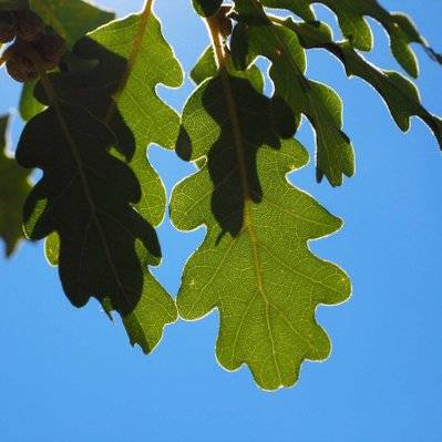 Chêne Pubescent (Quercus Pubescens) - Godet - Taille 20/40cm - 188_26 - 3546868960591