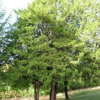 If Commun (Taxus Baccata) - Godet - Taille 13/25cm - 290_417 - 3546868963547