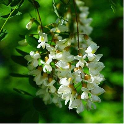 Robinier Faux Acacia (Robinia Pseudoacacia) - Godet - Taille 20/40cm - 186_757 - 3546860001186