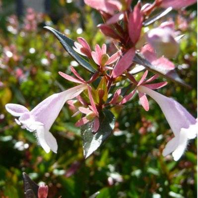 Abélia (Abelia Grandiflora) - Godet - Taille 13/25cm - 3_282 - 3546868963202