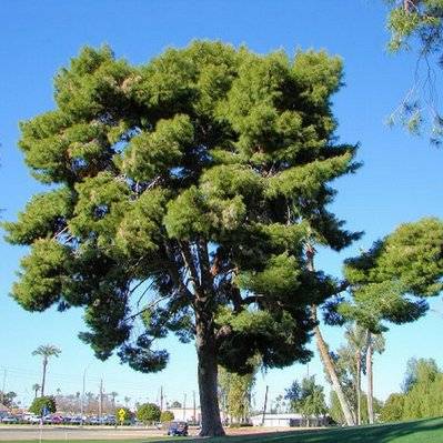 Pin d'Alep (Pinus Halepensis) - Godet - Taille 13/25cm - 142_439 - 3546868963455