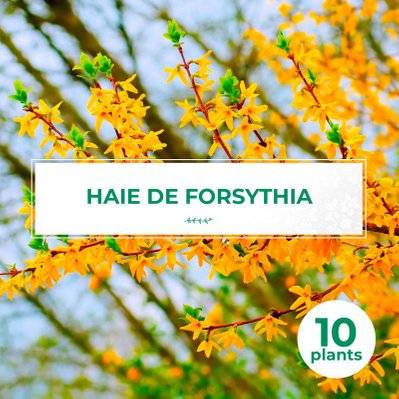 10 Forsythia (Forsythia X Intermedia 'Lynwood Gold') - Haie de Forsythia x Intermedia - 10 jeunes plants : taille 13/25cm - 579_1083 - 3546860003968