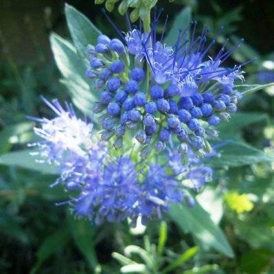 Caryopteris x Clandonensis 'Grand Bleu' - Godet - Taille 10cm - 684_744 - 3546868968825