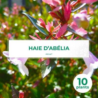10 Abélia (Abélia Grandiflora) - Haie de Abélia - 10 jeunes plants : taille 13/25cm - 566_1055 - 3546860003876
