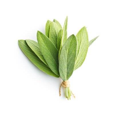 Sauge Officinale (Salvia Officinalis) - Godet - Taille 13/25cm - 212_303 - 3546868962052