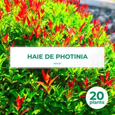 20 Photinia (Photinia Fraseri 'Red Robin') - Haie de Photinia - 20 jeunes plants : taille 20/40cm - 674_1101 - 3546860004231