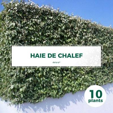 10 Chalef (Eleagnus Ebbingei) - Haie de Chalef - 10 jeunes plants : taille 20/40cm - 568_1069 - 3546860003890