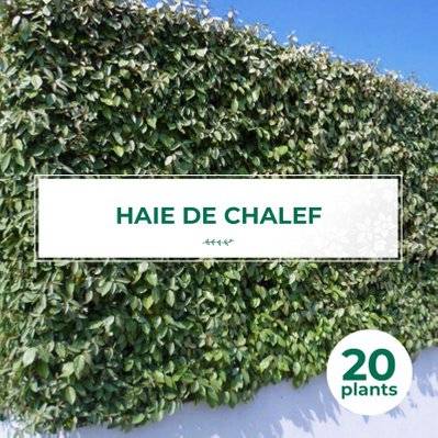 20 Chalef (Eleagnus Ebbingei) - Haie de Chalef - 20 jeunes plants : taille 20/40cm - 659_1070 - 3546860004118
