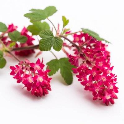 Groseiller à fleur 'Sanguineum' (Ribes 'Sanguineum') - Godet - Taille 13/25cm - 192_368 - 3546868962663