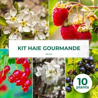 Kit Haie Gourmande - 10  Jeunes Plants - 10 jeunes plants : taille 20/40cm - 676_1424 - 3546860009212