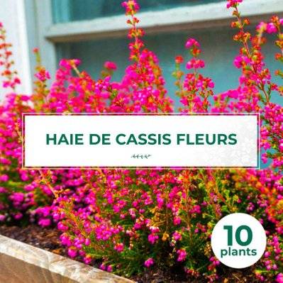 10 Cassis Fleurs (Ribes Sanguineum) - Haie de Cassis Fleurs - 10 jeunes plants : taille 13/25cm - 581_1067 - 3546860003982