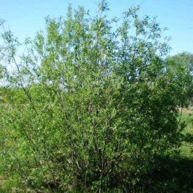 Saule des Vanniers (Salix Viminalis) - Godet - Taille 20/40cm - 209_130 - 3546868961574