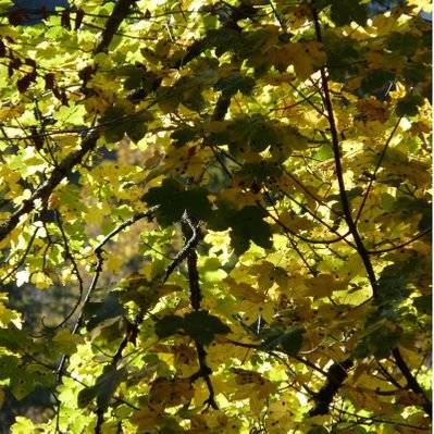 Erable Sycomore (Acer Pseudoplatanus) - Godet - Taille 20/40cm - 25_38 - 3546868960119