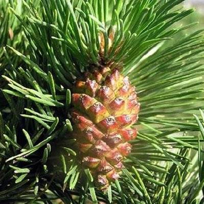 Pin à Crochets (Pinus Uncinata) - Godet - Taille 13/25cm - 157_448 - 3546868963424