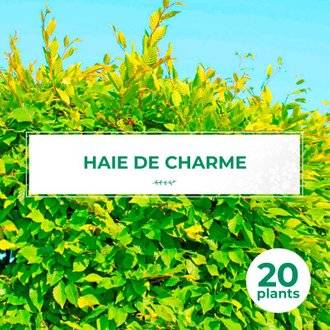 20 Charme Commun (Carpinus Betulus) - Haie de Charmille - 20 jeunes plants : taille 30/50cm
