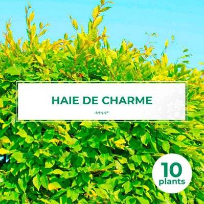 10 Charme Commun (Carpinus Betulus) - Haie de Charmille - 10 jeunes plants : taille 30/50cm - 564_1071 - 3546860004040