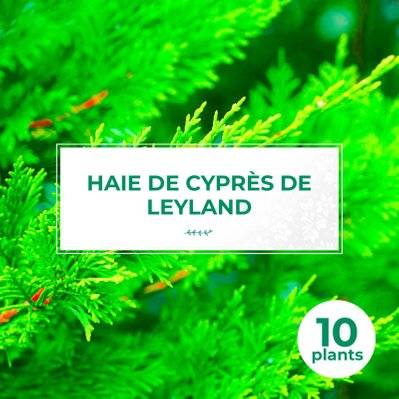 10 Cyprès De Leyland (Cupressocyparis Leylandii) - Haie de Cyprès de Leyland - 10 jeunes plants : taille 20/40cm - 574_1077 - 3546860003937