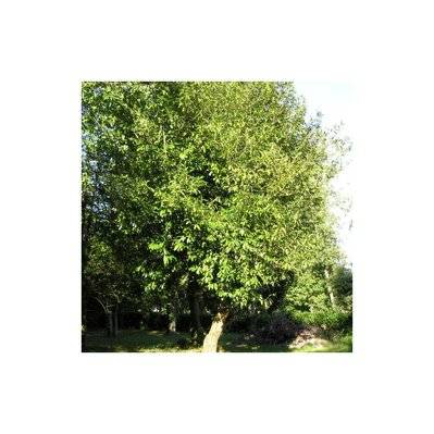 10 Laurier Cerise Du Caucase (Prunus Laurocerasus Caucasica) - Haie de Laurier du Caucase - 10 jeunes plants : taille 20/40cm - 565_1091 - 3546860003845