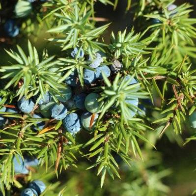 Genévrier Commun (Juniperus Communis) - Godet - Taille 15/30cm - 1110_1559 - 3546860010348